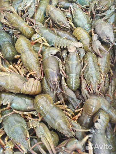 Раки живые и рыба в ассортименте