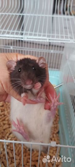 Крыса дамбо