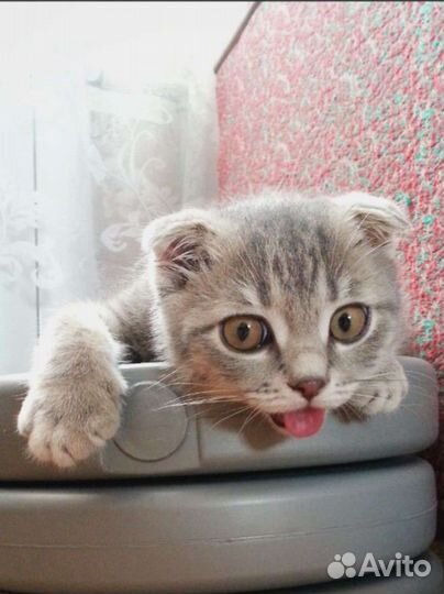 Ищу жену Шотландский вислоухий кот для вязки