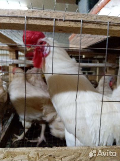 Птенцы легорнов и ломан браун