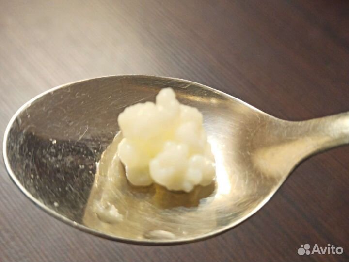 Кефирный гриб