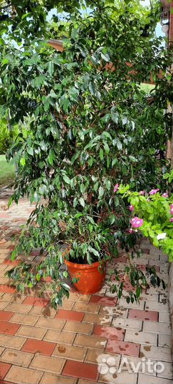 Фикус бенджамина