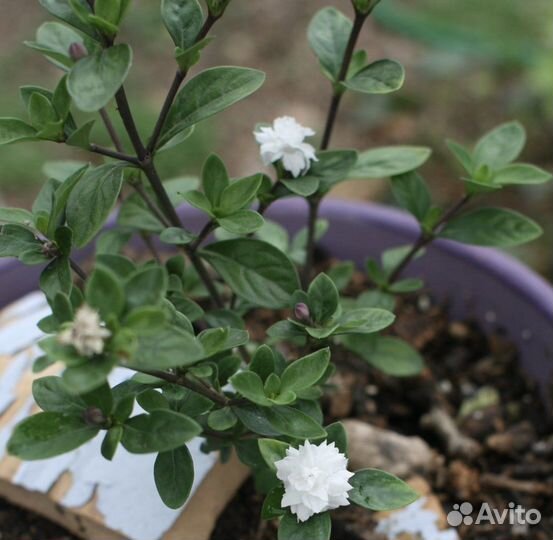 Серисса махровая Pleno и Фудзи
