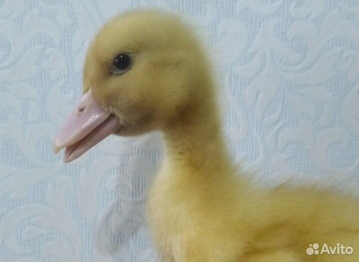 Цыплята бройлер,кобб500 и цветной,1-30 дн.Гусята