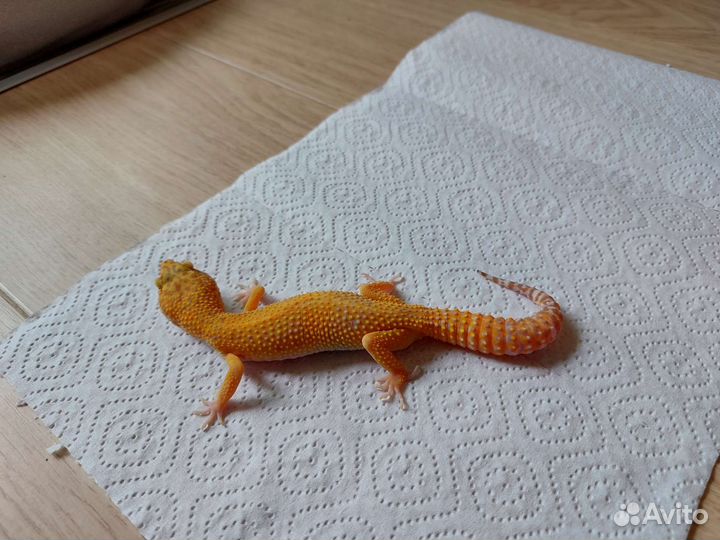 Ящерица Геккон Эублефар