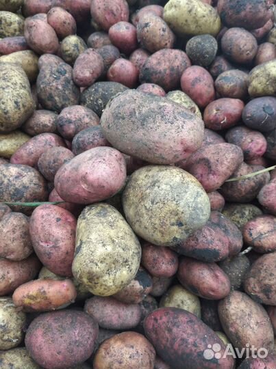 Продам картофель