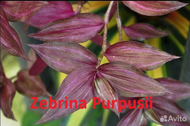 Традесканция зебрина пурпуза (пурпусси)