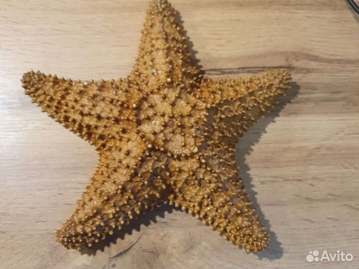 Морская звезда размер 22 см