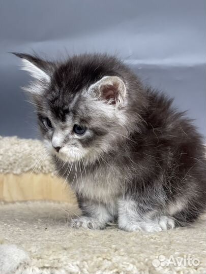 Мейн кун девочка 1 месяц