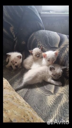 Сиамские котята