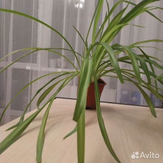 Хлорофитум