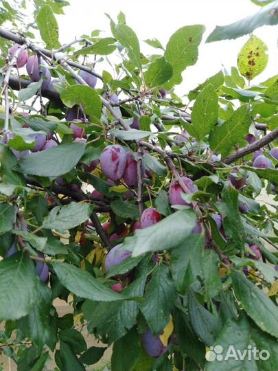 Саженцы слива