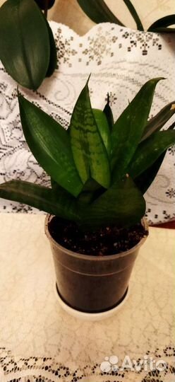 Сансевиерия (тещин язык)