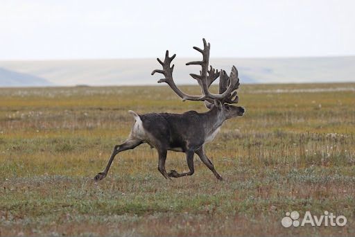 Продам свежую мясо оленины