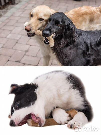 Палка кофейного дерева для собаки