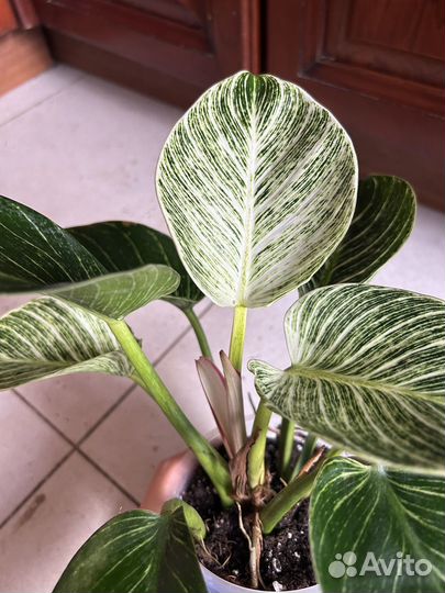 Филодендрон Биркин вайт