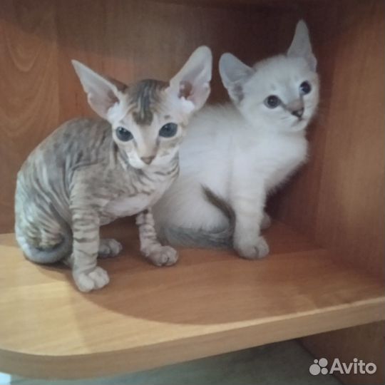 Донской сфинкс котята