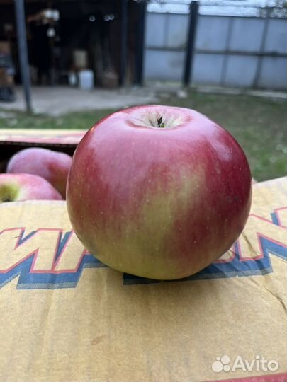 Яблоки домашние