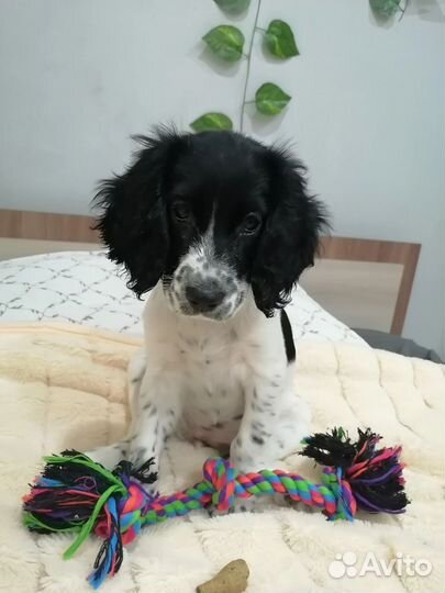 Русский спаниель