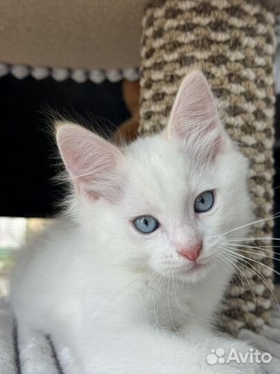 Котята рэгдолл