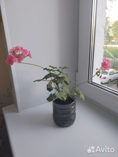 Герань пеларгония