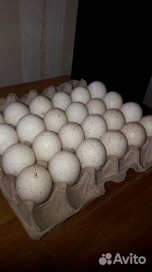 Яйца домашних индюшек