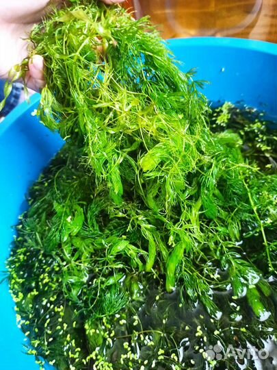 Аквариумное растение