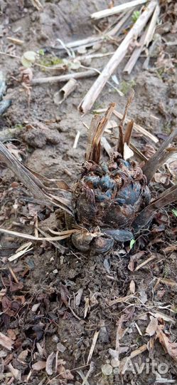 Папоротник