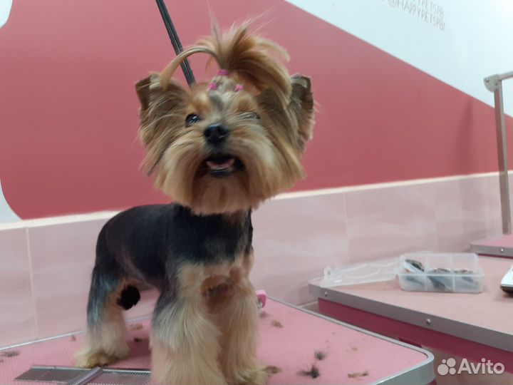 Груминг собак с выездом на дом