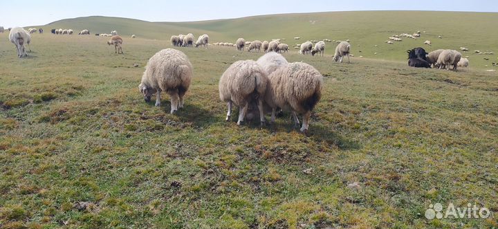 Ягнята ярочки