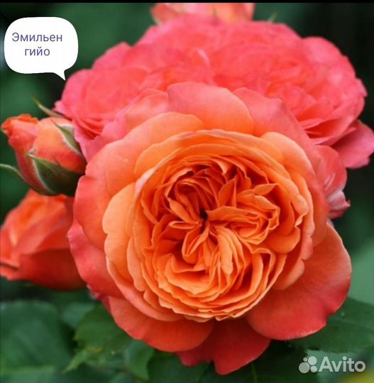 Роза саженцы очень красивых необыкновенны