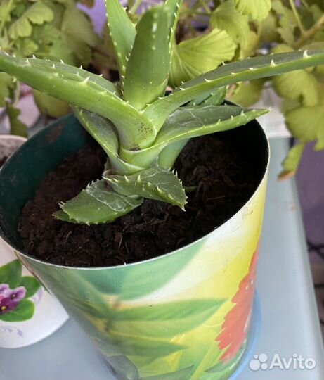 Продам цветы комнатные