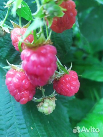 Саженцы ремонтантной малины