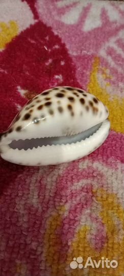 Ракушки сувенирные