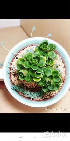 Эониум карликовый и другие суккуленты