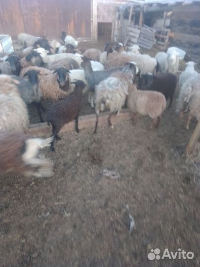 Овцы бараны