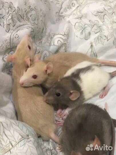 Декоративная крыса дамбо