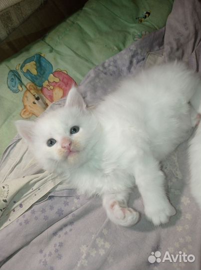 Котята мейн-кун
