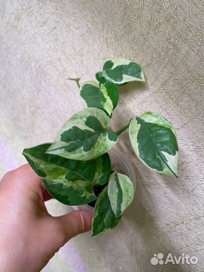 Комнатные растения разные