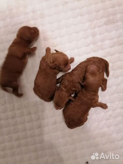 Мини пудельки