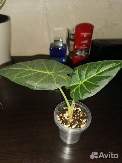 Алоказия регал шилдс, полли