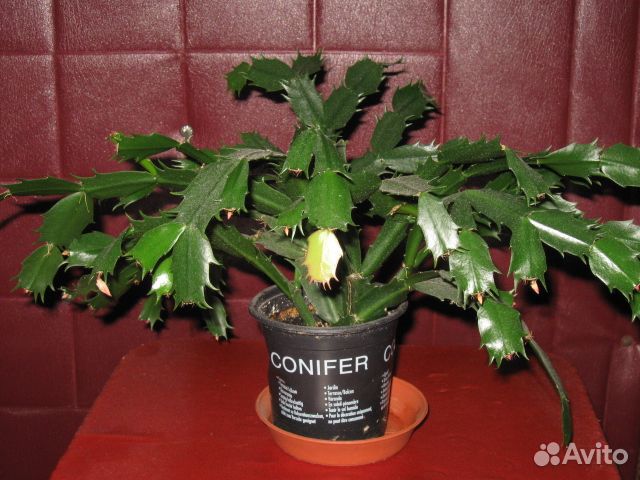 Декабрист(шлюмбергера)