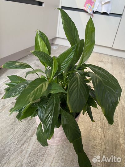 Спатифиллум