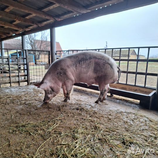Хряк на племя