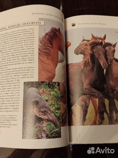 Книга подарочное издание. Звери мира