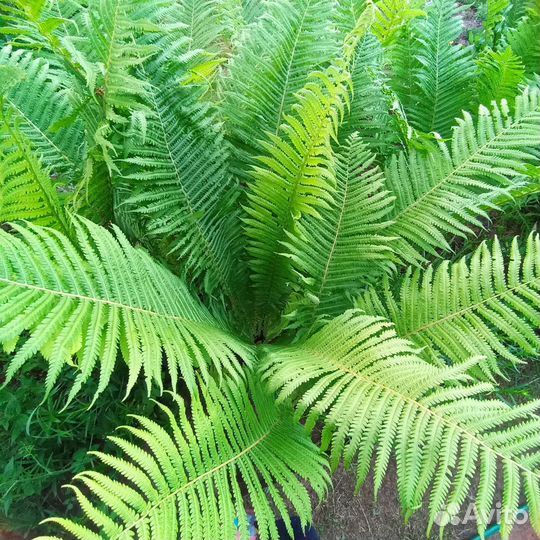 Папоротник Страусник