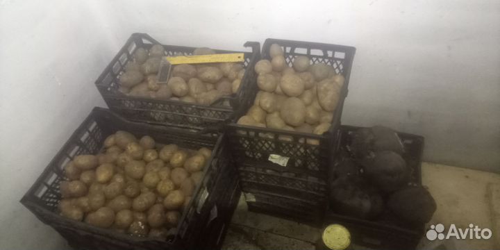 Картофель из погреба