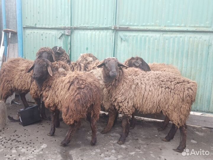 Курдючные бараны овцы