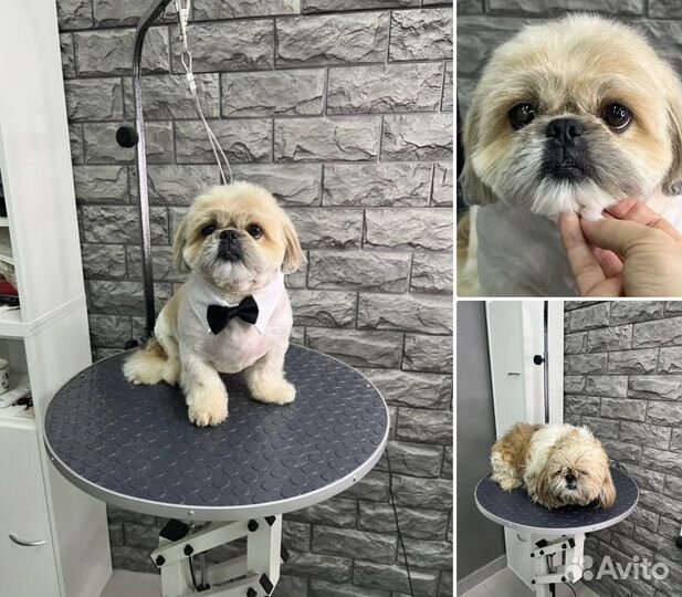 Стрижка собак