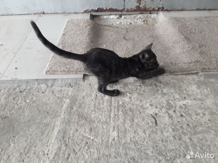 В добрые ручки